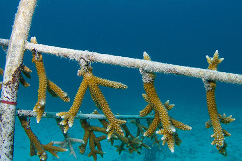 Coral Reef History