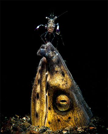 underwater photo contest