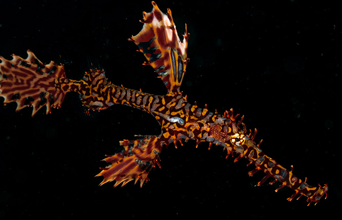 ghost puppet fish