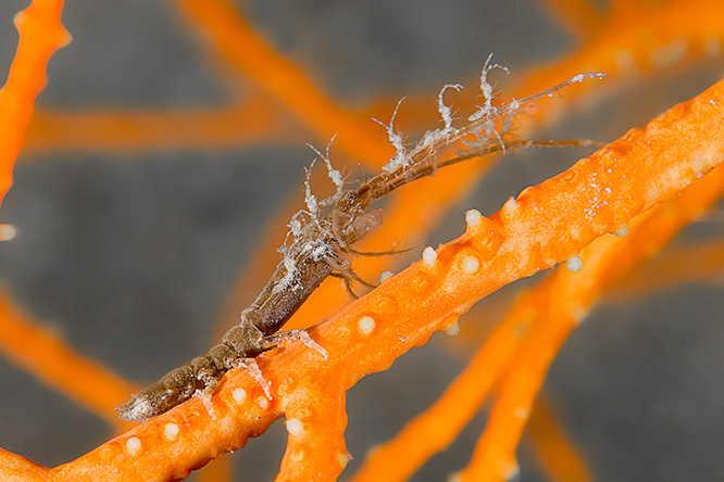 Underwater photo contest