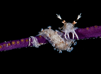 underwater photo contest