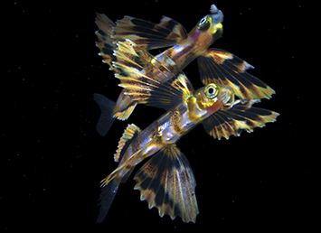 underwater photo contest