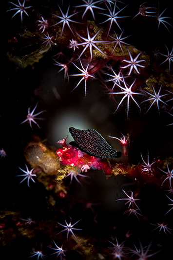 underwater photo contest