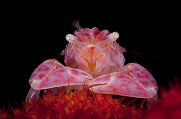 underwater