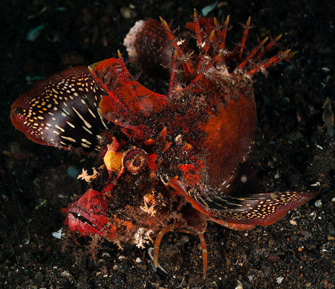 Underwater Photo Contest