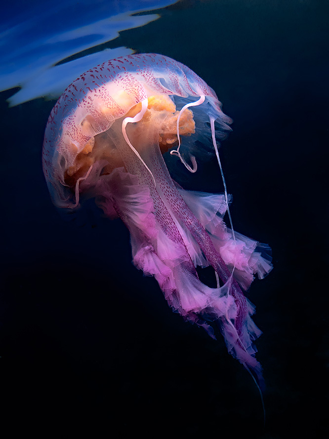 Underwater Photo Contest