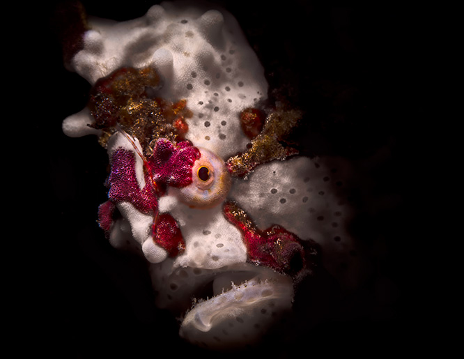 Underwater Photo Contest