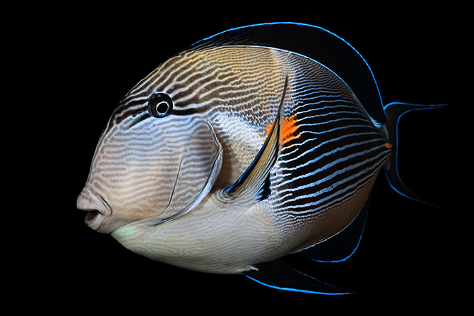 Underwater Photo Contest