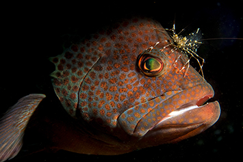 underwater photo contest