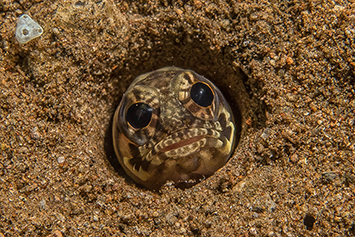 underwater photo contest