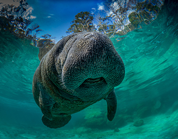 underwater photo contest