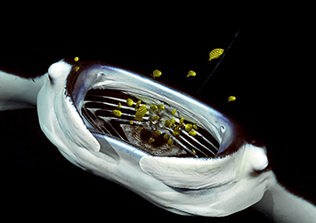 underwater photo contest