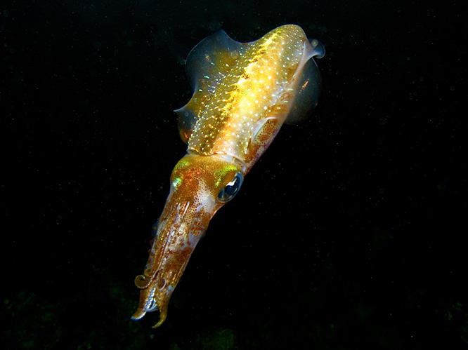 Underwater Photo Contest