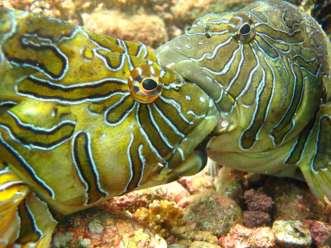 Underwater Photo Contest