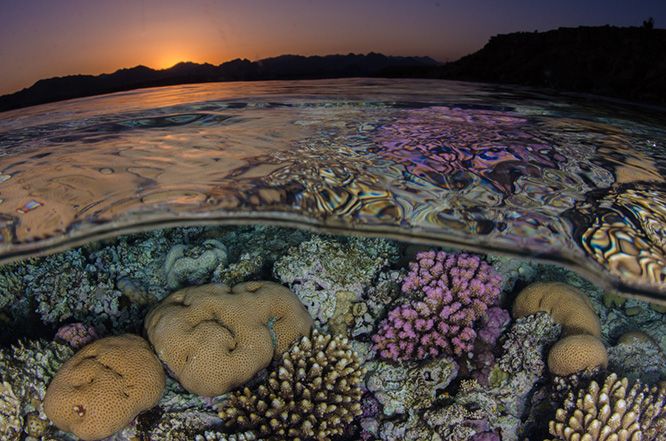 Underwater Photo Contest