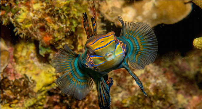 Underwater Photo Contest