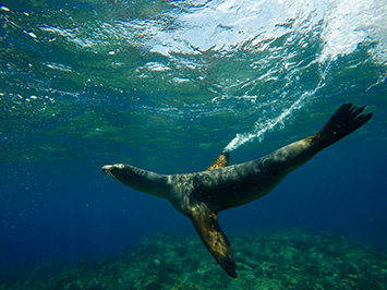underwater photo contest