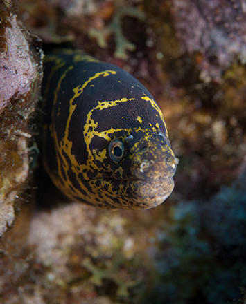 underwater photo contest