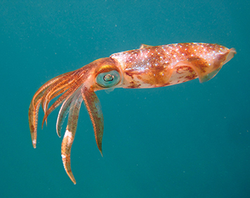 underwater photo contest