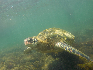 underwater photo contest