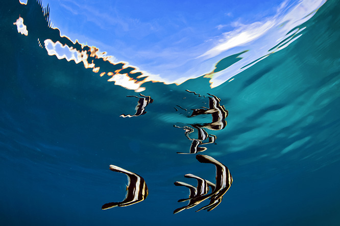 Underwater photo contest