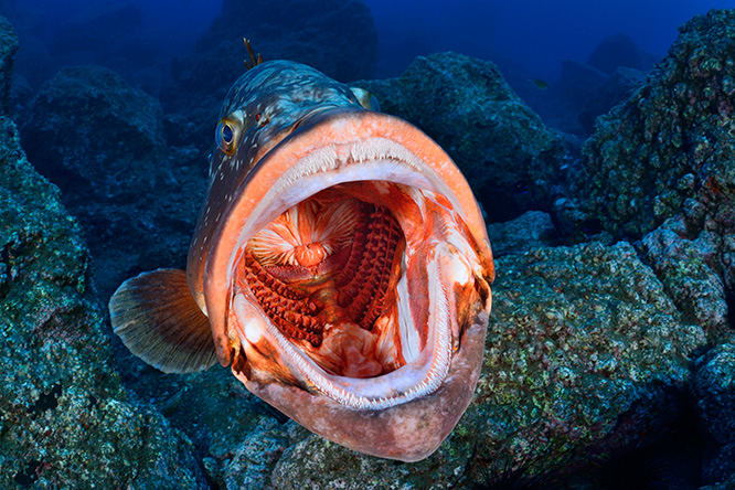 Underwater photo contest