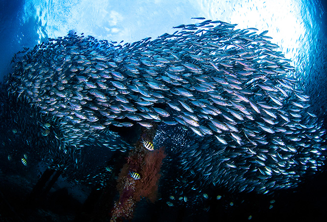 Underwater photo contest