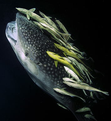 underwater photo contest