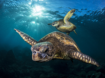 underwater photo contest