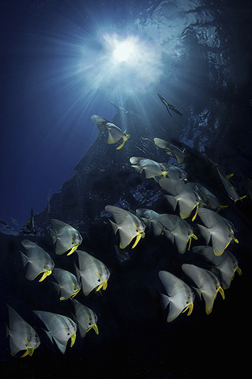 underwater photo contest