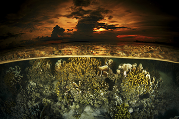 underwater photo contest