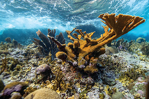 rosenstiel school coral reef